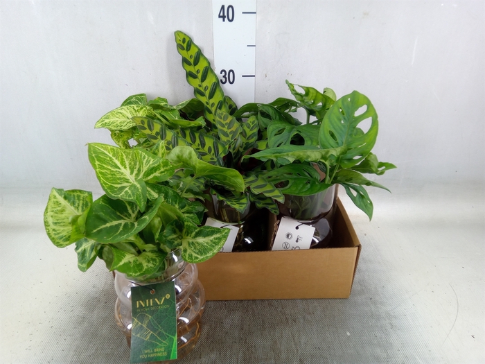 <h4>Planten  ..mix</h4>