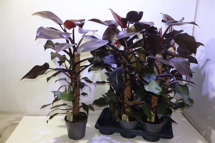 <h4>Phil Overig</h4>