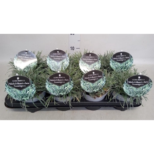 Ficinia truncata 'Ice Crystal'