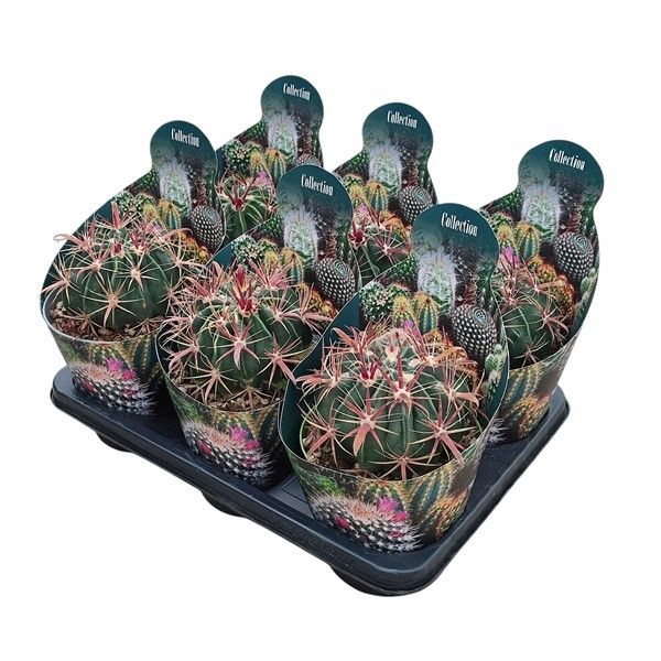 <h4>Ferocactus Latispinus Potcover</h4>