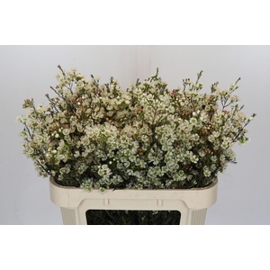 Chamelaucium megalopetalum 'Gil'