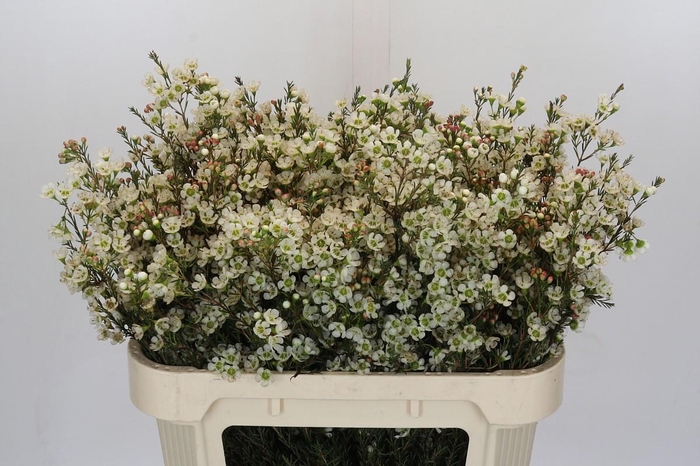 <h4>Chamelaucium megalopetalum 'Gil'</h4>