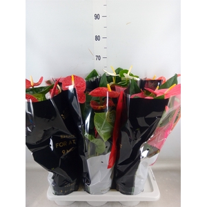 Anthurium   ...mix