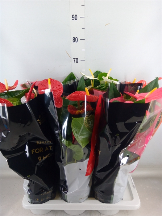 <h4>Anthurium   ...mix</h4>