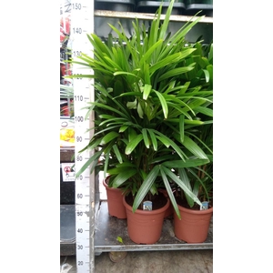 Rhapis excelsa