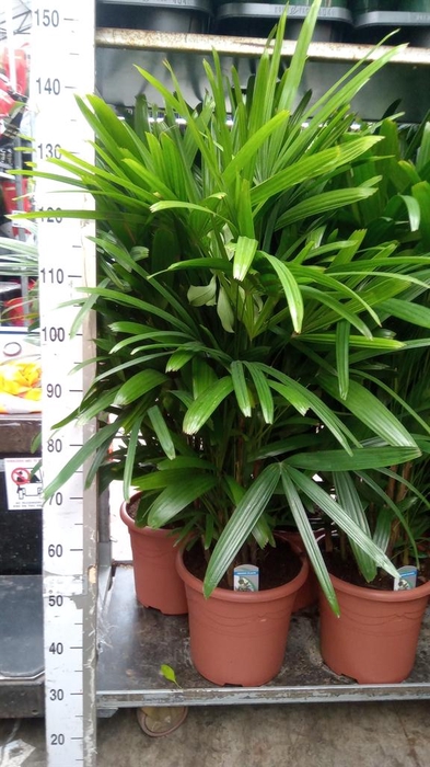 <h4>Rhapis excelsa</h4>