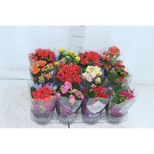 KALANCHOE DOBRADO MINI P09