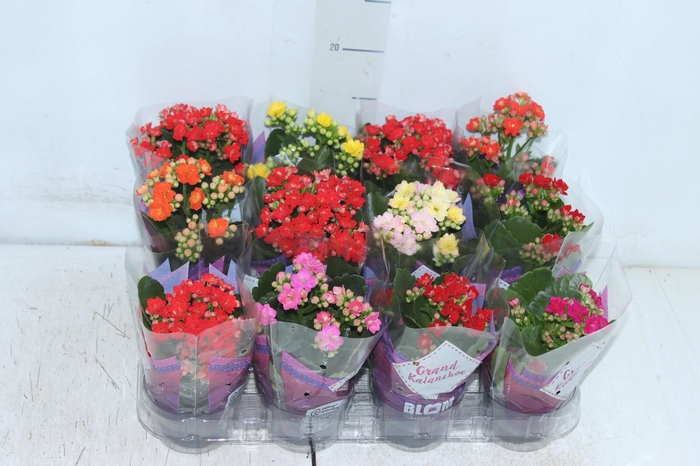 <h4>KALANCHOE DOBRADO MINI P09</h4>