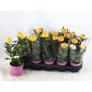 CHRYS FP YELLOW