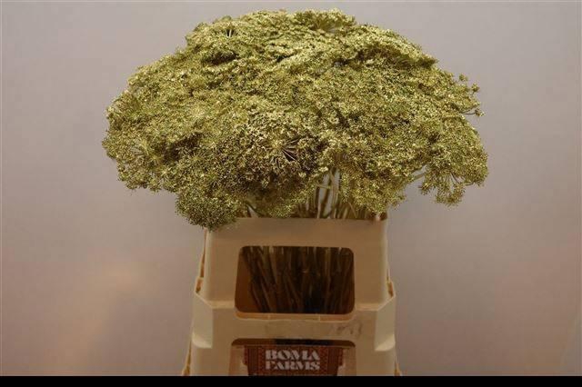 <h4>AMMI VIS GREEN MIST</h4>