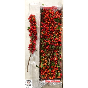 MALUS RED SENTINEL