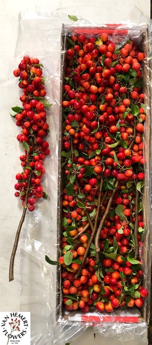 <h4>MALUS RED SENTINEL</h4>
