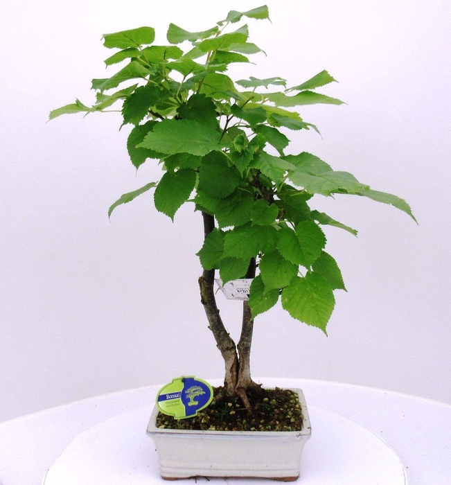 <h4>Tilia cordata</h4>