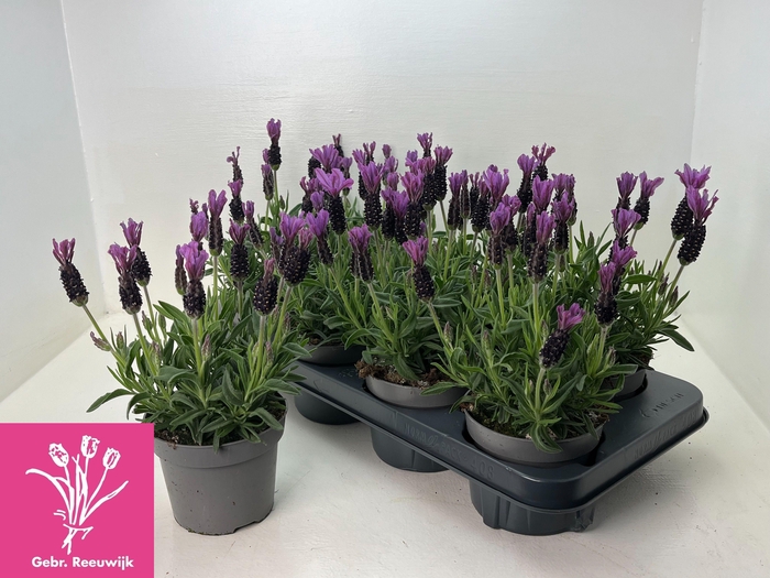 <h4>LAVAN S TOSCANE</h4>