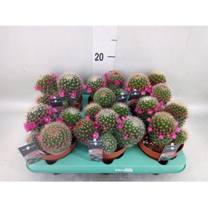 Mammillaria spinosissima