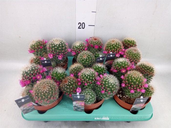 <h4>Mammillaria spinosissima</h4>