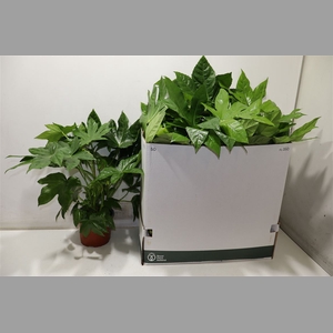 Fatsia Ov
