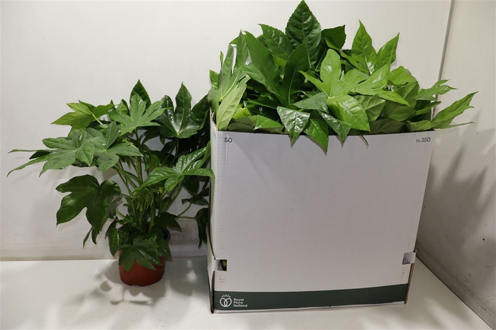 Fatsia Ov