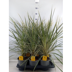 Cordyline austr. 'Variegata'