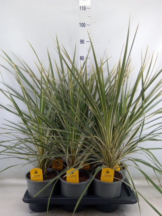 <h4>Cordyline austr. 'Variegata'</h4>