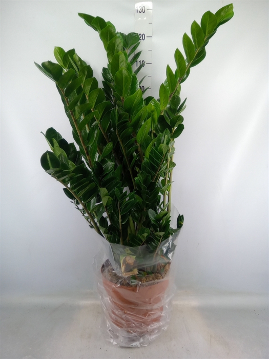 <h4>Zamioculcas zamiifolia</h4>