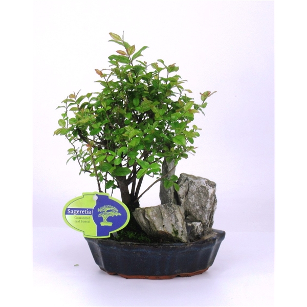 <h4>Sageretia theezans, 16 cm, with rock, without drip tray</h4>