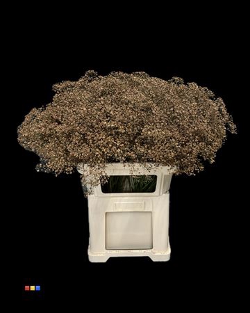 Gyps Million Star Brown