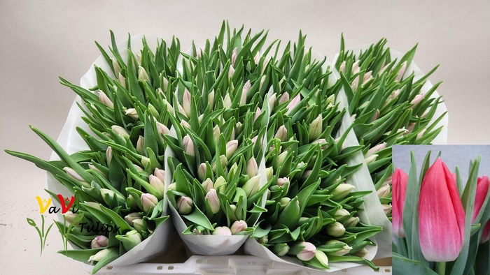 <h4>TU EN BOLROYAL PINK</h4>