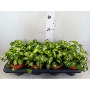 Syngonium  'Pixie'
