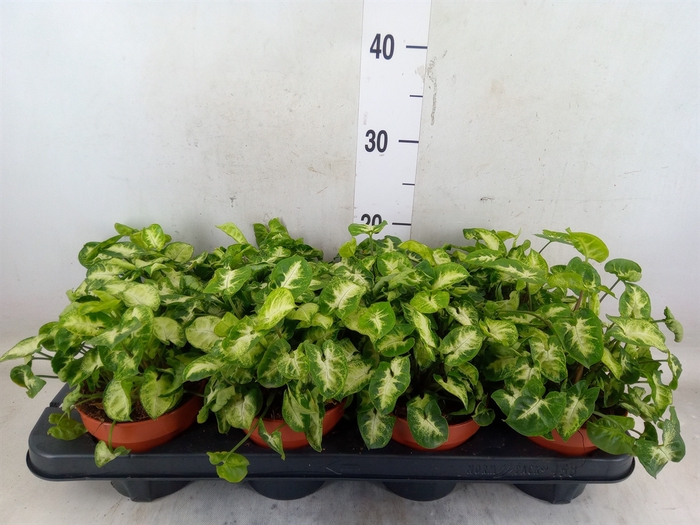 <h4>Syngonium  'Pixie'</h4>