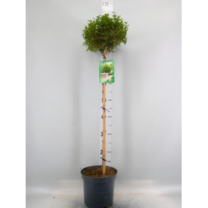Ligustrum delavayanum