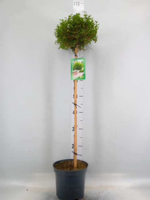 <h4>Ligustrum delavayanum</h4>