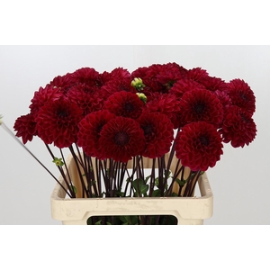 Dahlia Red Jill
