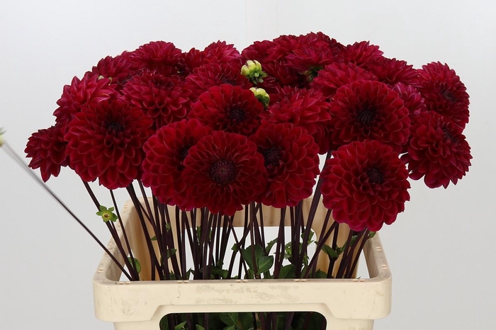 <h4>Dahlia Red Jill</h4>