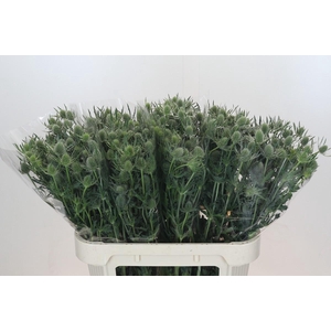 Eryngium Silver Dynamite