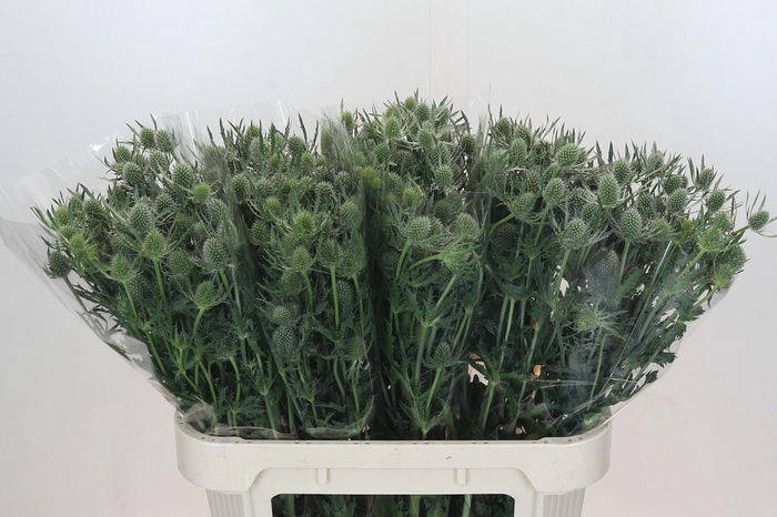 <h4>Eryngium Silver Dynamite</h4>