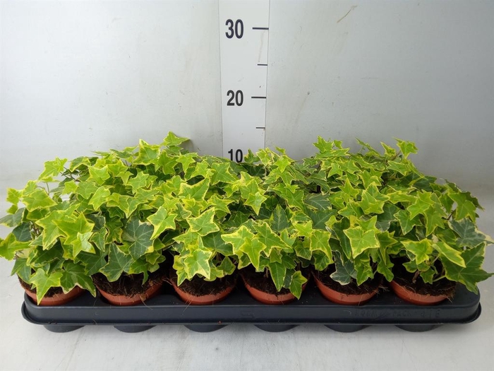 <h4>Hedera helix 'Goldchild'</h4>