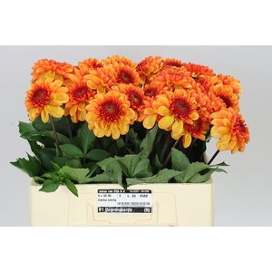 Dahlia Love Of My Life