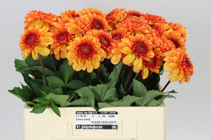 <h4>Dahlia Love Of My Life</h4>