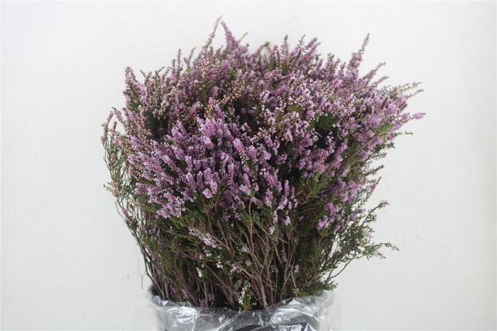 <h4>Erica Rose P Bunch</h4>