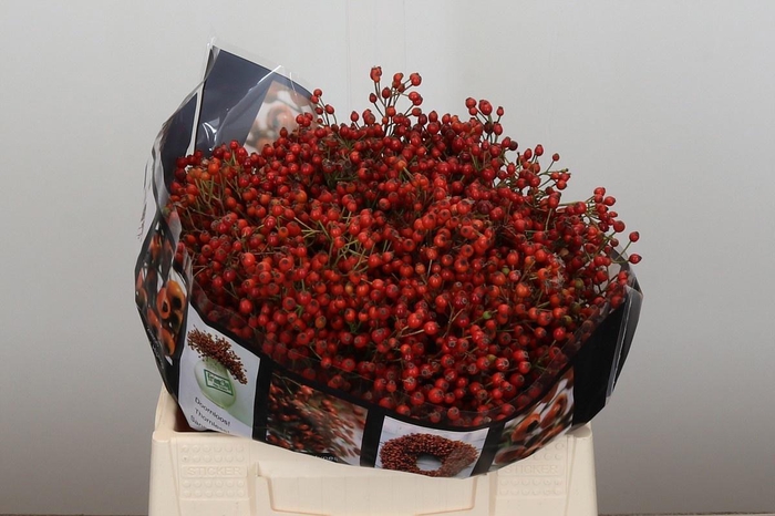 <h4>ROSA ROSEFR ELITE</h4>