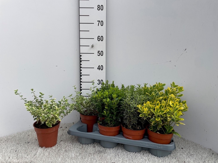 <h4>EUONYMUS JAP GEM</h4>