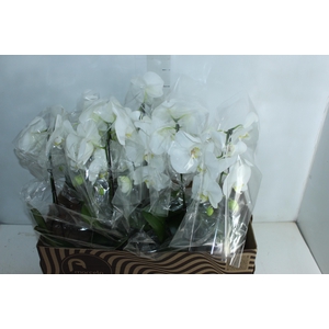 PHALAENOPSIS CASCATA P15 MIN 8 FLS