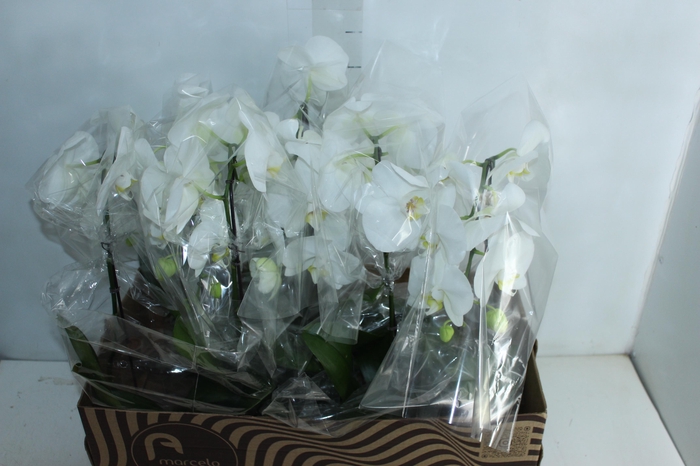 PHALAENOPSIS CASCATA P15 MIN 8 FLS