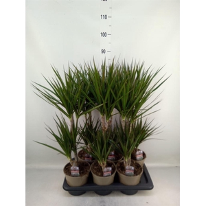 Dracaena marg.