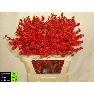 ILEX VE RODE BES 080CM