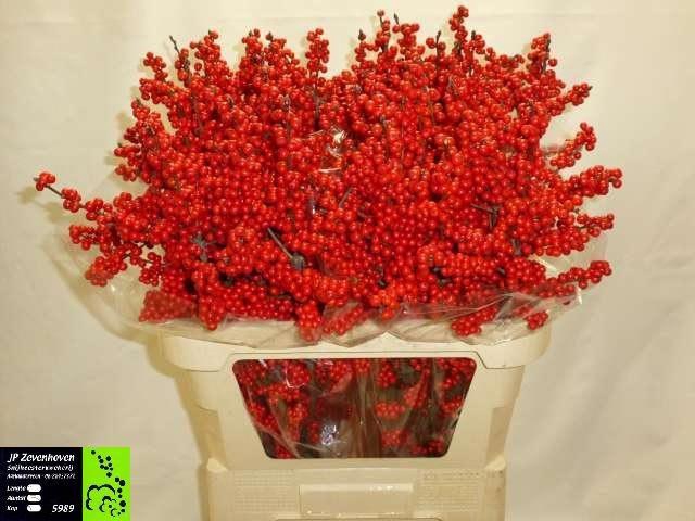 <h4>ILEX VE RODE BES 080CM</h4>