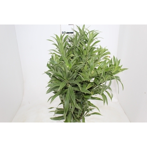 FOLHAGEM DRACENA PLEOMELE CINZA