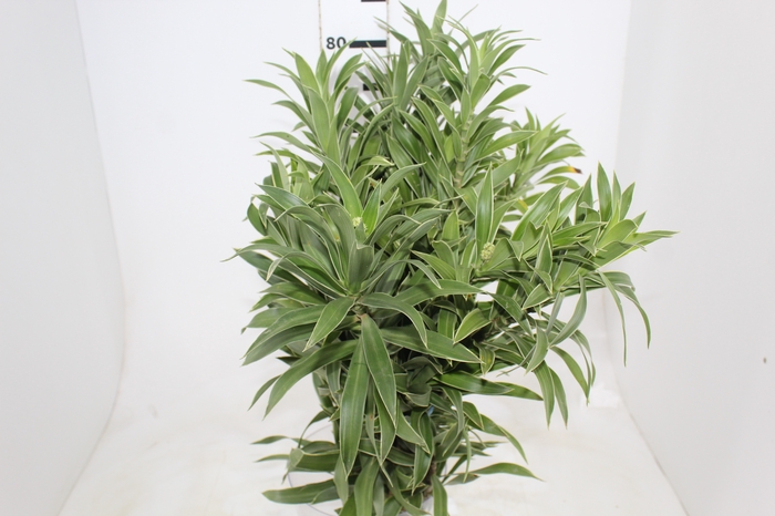 <h4>FOLHAGEM DRACENA PLEOMELE CINZA</h4>