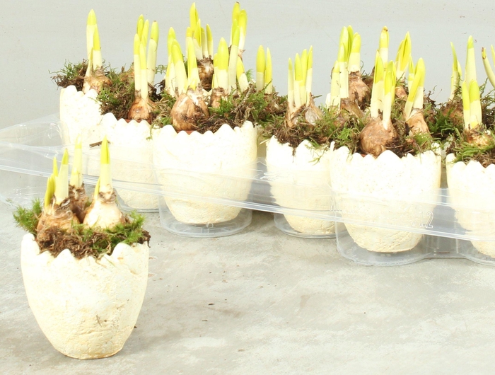 <h4>ARR NARCISSUS</h4>